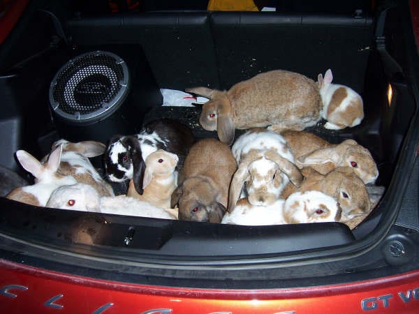 Stolen rabbits, found in the back of this Mistsubishi Eclipse, were returned to their owners, David and Irene Darling of Bellingham on Tuesday.