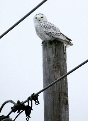 Tim Slocum of Roscoe took this photo of a snowy owl on a utility pole in early December 2007. He has viewed the bird several times along Gleasman Road. The owl lives in the Arctic tundra and local bird experts say it is an infrequent visitor to the local area.