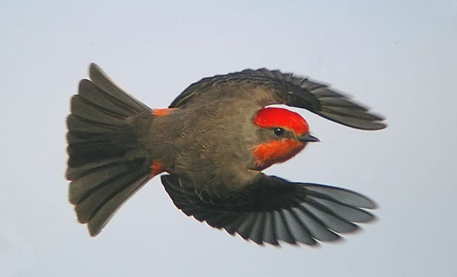 A Vermilion Flycatcher is seen in flight in Econlockhatchee, Florida.