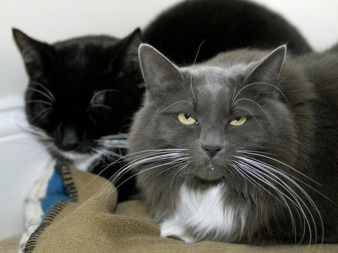 Regis and Kelly are siblings available for adoption at the MetroWest Humane Society in Ashland.