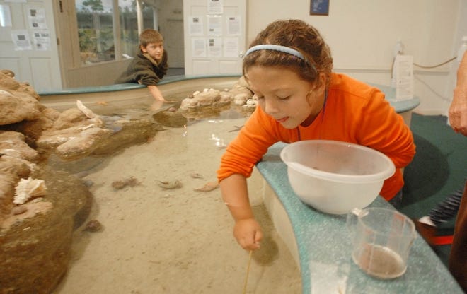 Six-year-old Lea Howarth helps feed the aquatic life in the touch tank of the Museum of Coastal Carolina at Ocean Isle Beach on Saturday.