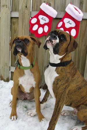 Bella and Joe in their backyard with their stockings, which were made by the next-door neighbor.