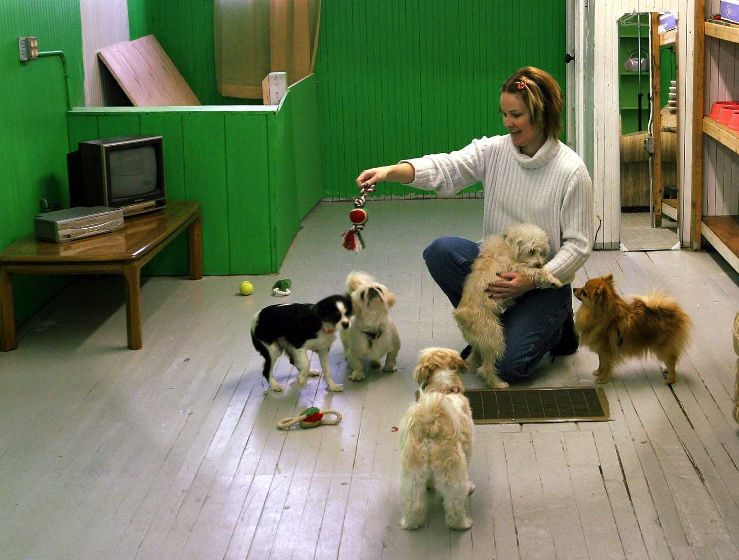 Quincy doggie daycare caters to small breeds