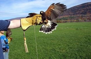 Wallace does his thing at the British School of Falconry in Manchester, VT.