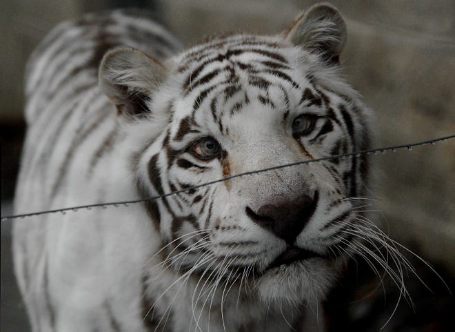 Asam, a 19-year-old white Bengal tiger, looks out from behind an electrified wire Thursday at Southwick's Zoo in Mendon. The wire is just one of several lines of security around the tiger, including a tall chain-link fence and stone wall, each topped by more electrified wires.