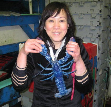 Connie Chan of Hopedale holds up a blue lobster that a lobsterman caught for her and her husband Sam's company, Sam's Seafood Inc. of Hingham.
