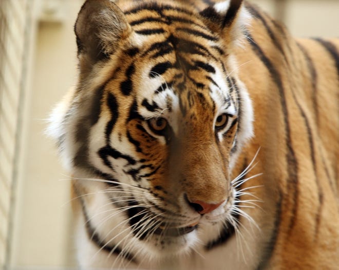 Tatiana, a Siberian tiger, killed one person and injured two others Tuesday at the San Francisco Zoo before police fatally shot her.