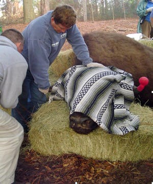 Oatland Island Wildlife Center's Supervisor of Operations Kevin Morley helps keep the bison's head upright during the hoof-trimming procedure. Special to the Closeup