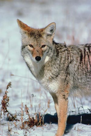 Coyotes, sometimes in packs, are boldly roaming Winnebago County and urban areas in their quest for food. Pets need protection, especially in wooded areas.