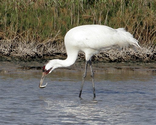 A whooping crane eats a crab at the Aransas National Wildlife Refuge, near Rockport, Texas, Sunday, Jan. 15, 2006. The whooping crane is one of the first species that appears to have rebound from extinction thanks to legislation and public awareness. A record 237 birds have been counted this year.