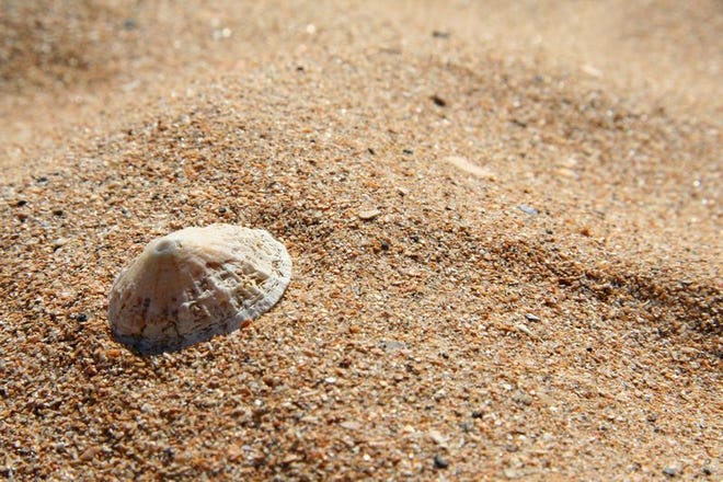 Seashells, it turns out, have tricks and tools to deal with all the forces of nature at play in the ocean.