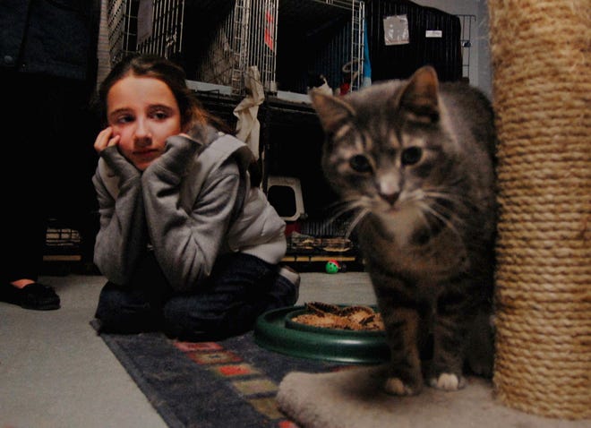 Lily Hanks, 7, of Hopkinton watches one of the cats while trying to choose one for adoption at the Milford Humane Society.