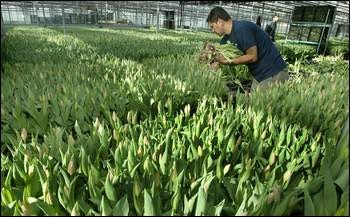 Worker Clemete Flores pulls tulips last week at Pennings Gardens in Salisbury Mills. It takes 25 days for the tulips to flower. The bottoms will be trimmed, then the flowers will be packaged and shipped.