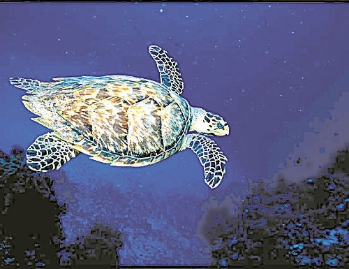 Artist Armando Santiago captures a sea turtle in one of his spectacular underwater photographs that is on exhibit through April 6 at the West Point Class of 1929 Gallery at Eisenhower Hall.