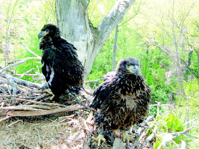 Five-week-old bald eaglets perch in their nest on Irondequoit Bay last year. Local environmentalists and DEC officials expect their parents will return to nest there again this year.