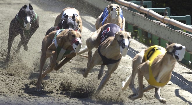GREYHOUNDS race at Raynham Park in this May 2005 photo