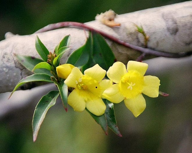 Carolina Jessamine is a native vine that blooms once a year in February; it forms cascades of yellow flowers shaped like small trumpets.