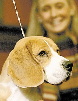 Uno is the first beagle to take Best in Show in the 132-year history of the Westminster Kennel Club Dog Show.