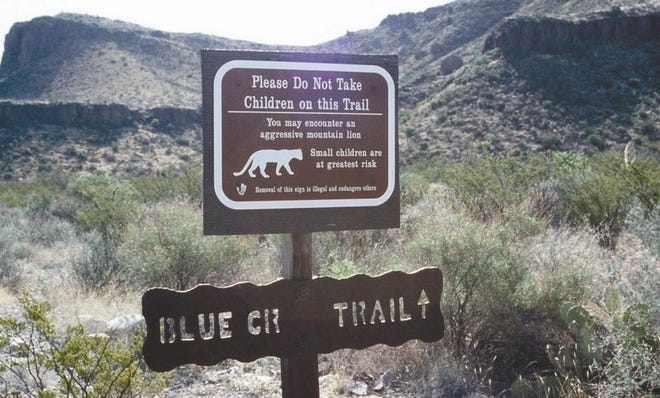 In Big Bend, Texas, children are not permitted on certain trails because of ‘aggressive mountain lions.’
