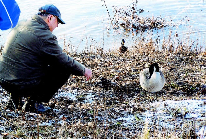 Jocko the Canada goose with an injured left wing gets up close and personal with pal Paul Kittredge. The Xerox retiree goes out to feed the bird daily. Jocko’s wing has been treated and Kittredge hopes by the goose will be able to fly.