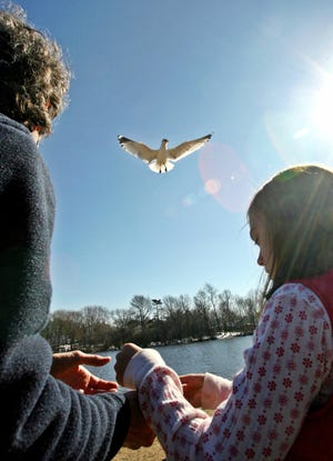 Kyra Rose, 9, of Rockland, right, feeds sea gulls at Studley’s Pond in Rockland on Sunday with her grandmother Joanne Klein, who was visiting from New York.