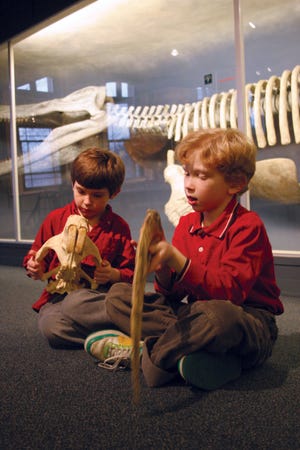 At Harvard Museum of Natural History's Fossil Fest kids get a closeup look at a prehistoric beaver skull, with the Kronosaurus in the background.