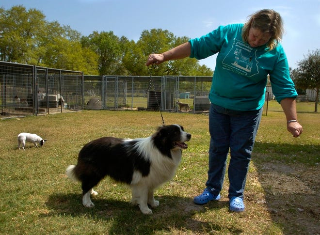 dan.wagner@heraldtribune.com
 Cynthia Humphrey gives commands to Champion Call Me Bring Down Thunder, an 8-year-old Border collie. The retired show dog is available for adoption, according to the Call Me Farms Web site.