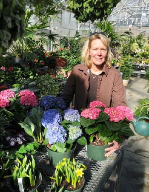 Ann Marie Crocker, owner of Crocker Nursery in Brewster, had to order Easter plants such as hydrangeas and daffodils earlier than usual this year.