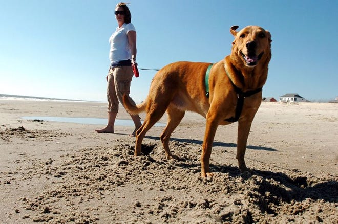 Kimberly Blood walks her dog, Max, on the beach at Oak Island.