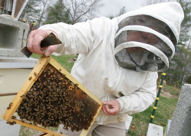 Diane Almond inspects a frame to see if there is a queen in the hive.