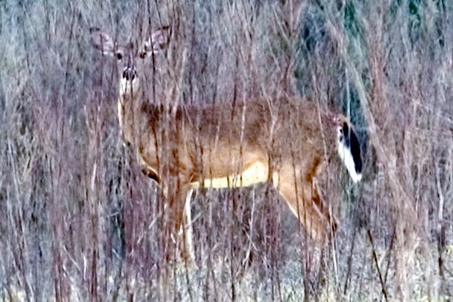 This recent photo shows a deer in the Pinecastle Bombing Range.