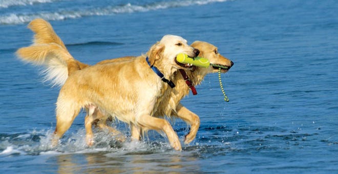 Courtesy of Jean Fogle
Golden retrievers frolic in the waters of North Carolina's Outer Banks in an image from Jean Fogle's book "Salty Dogs."