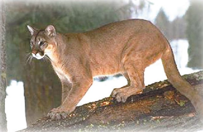 If you have seen a mountain lion (also called cougar, panther or puma) in Pennsylvania, please call Kerry Gyekis at (570) 353-6682 with a description of the animal such as length of body, length of tail, approximate weight, size, thickness, coloring, etc. Also try to recall the specific geographic location, habitat conditions and any other information you remember. Gyekis is collecting data for a regional cougar habitat and population study.