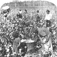 Sharecroppers harvest cotton on a Florida plantation.