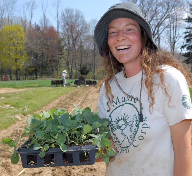 Stearns Farm employee Sonya Ciavola is about to plant collards in Framingham.