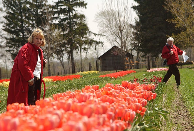 Mary Hertel and Ted Hertel of Wisconsin tour through the Valdheer Tulip Farm Monday afternoon. The Hertels decided to come to Holland to beat the Tulip Time rush but still enjoy the tulips in bloom.
