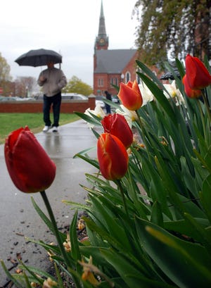Tulips and daffodils peer skyward adn soak up the rain yesterday in front of the Morse Institute Library in Natick.