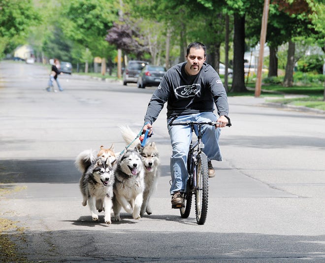 Vince Gonzales needs his bike to keep up with his four Siberian huskies as they make their way down North Union Street in Tecumseh on Friday afternoon.