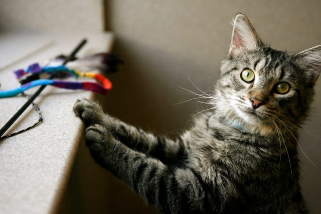 Eye contact and interest in toys are both measured to determe a cat's personality at the Washington Animal Rescue League. Bellamy, seen here, was medium valiance, high social and typed as a "personal assistant" personality.