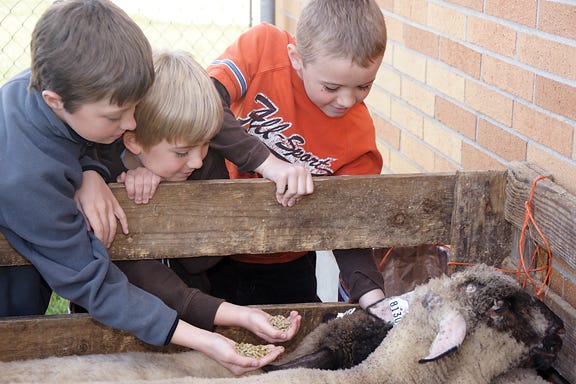 Zach Patterson, a third-grader at Blissfield Elementary School, and first-graders Brody Friess and Brian Goetz try to coax some sheep into eating from their hands during Agriculture Day at the elementary school sponsored by the Blissfield High School FFA.