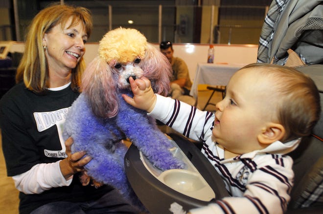 A Dog's Day Out employee Karen Moody holds Milo, a Toy Poodle, as Luke Dischiavo, 10 mos, of New Hartford, pets his nose during the 7th Annual CNY Pet Expo and Adopt-A-Thon at the New Hartford Recreation Center, Saturday, May 17, 2008.