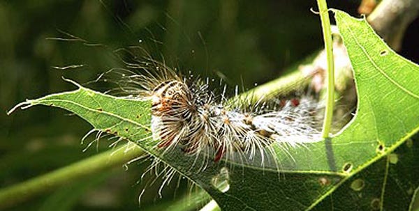 A gypsy moth caterpillar consumes a leaf.