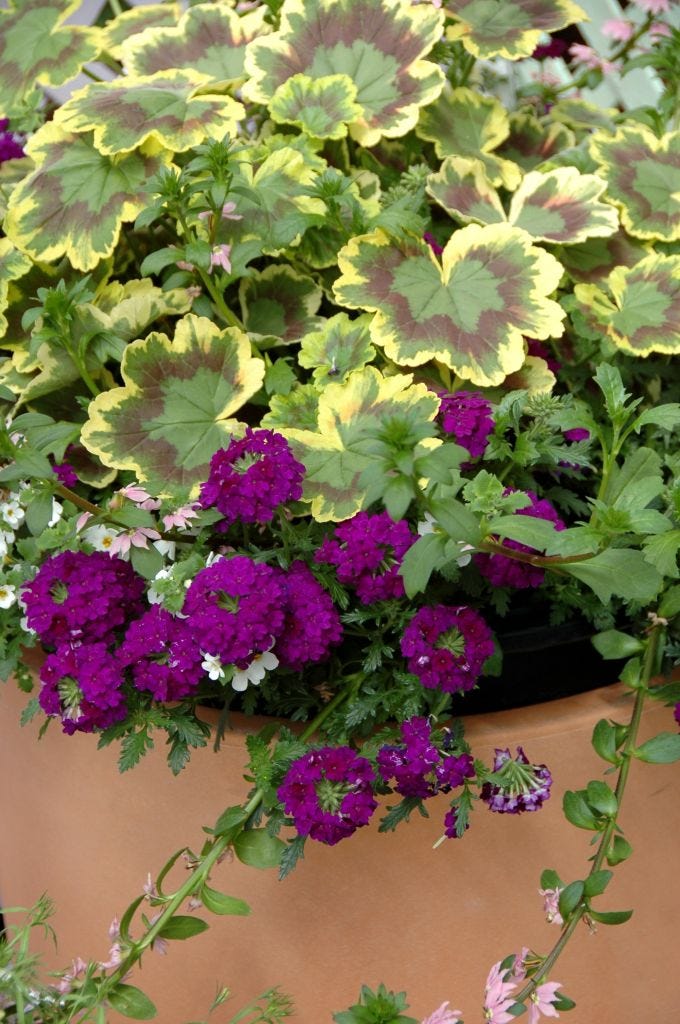 Geraniums add thrill to mixed containers