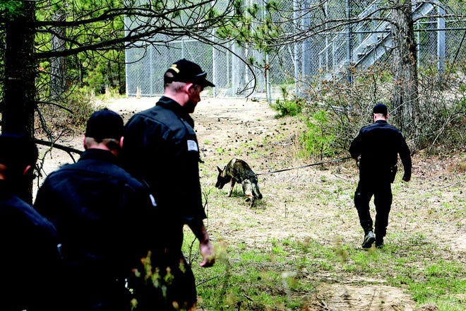 James Creed leads the search with his German shepherd Rony, a 14-month-old police dog trained to pick up the scent of anyone who might have been in the area within the last hour, during last Thursday’s mock missing persons drill at Myles Standish State Forest in Plymouth.