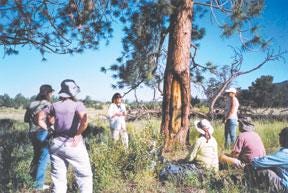COURTESY PHOTO/NATIONAL PARK SERVICE Marilyn Armagast Martorano (center, back), an archaeological consultant from Lakewood, and students examine one of the ‘culturally-peeled’ trees at the Sand Dunes.