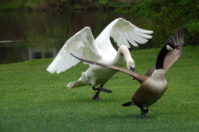 A swan chase a Canada goose near the Summer Street Pond in Marshfield.