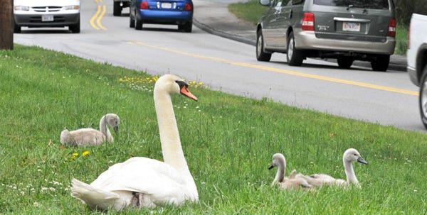 An adult swan keeps watch over the brood along a busy section of Great Neck Road North. The swans are causing a scene when they cross the busy road several times a day to dine in front of Zachary's Pub.