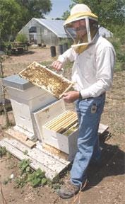 CHIEFTAIN PHOTOS/BRYAN KELSEN Stan Dromey opens one of his many hives and shows the bees at his West Park home recently.