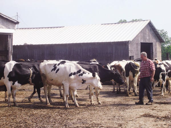 photo by John Tessier/ the Gazette
got milk?:Farmer Sam Shields walks among his cows at his farm on Thompson Street. Mr. Shields and his wife, Sue, operate the last dairy farm in Middleboro.