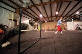 Gail Wall leads her bearded collie Wyatt through the agility trials course at the Dog Tutors K-9 Performance Center in Pueblo West.